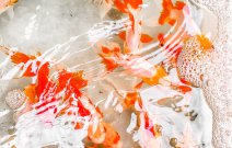 Thi Công Hồ Cá Koi đẹp mắt, đầy ấn tượng tại Hòn non bộ Thái Long