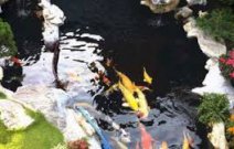  HỒ CÁ KOI , THIẾT KẾ HỒ CÁ KOI ĐẸP