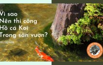 5 Lý do vì sao nên có một hồ cá Koi trong sân vườn