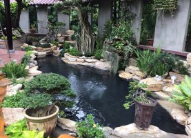 Thi Công Hồ Cá Koi, Xã Phước Thạnh, Gò Dầu Tây Ninh
