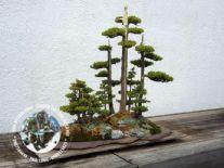 CÂY BONSAI