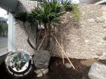 CÂY BONSAI