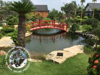 Mẫu Hồ Cá Koi 02