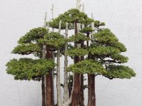 CÂY BONSAI