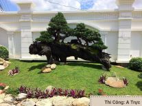 Hồ cá sân vườn  Thái Long