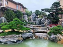 Mẫu hồ cá Koi đẹp 23