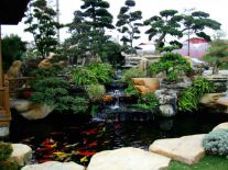 Hồ Cá Koi Thái Long