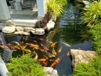 Mẫu Hồ Cá Koi Đẹp 01