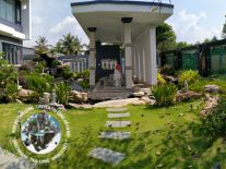 THI CÔNG HÔ CÁ KOI SÂN VƯỜN TẠI NHÀ ANH LINH XÃ THANH ĐIỀN TÂY NINH
