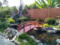 Thì công hồ cá koi Bên Cầu Tây Ninh 