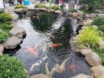 Thì công hồ cá Koi 0907384698