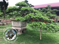 tùng nhật02