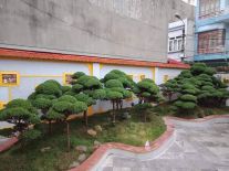 đồi tùng 01