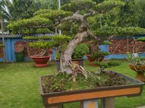 cây sanh nam điền dáng long  xé