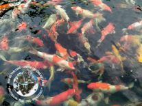cá koi đẹp tây ninh