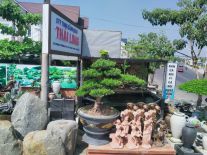 vạn niên tùng dáng bay 