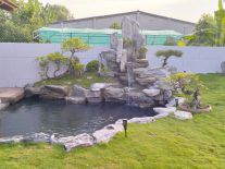 thi công hồ cá koi tai f2 tp tây ninh