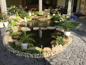 Thi Công Hồ Cá Koi Cà Phê, Đường 30/4 Thành Phố Tây Ninh.