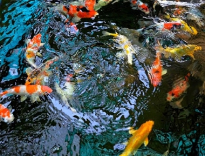 Những lưu ý không thể bỏ qua khi thi công hồ cá koi ngoài trời