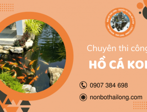 Đơn vị chuyên thi công hồ cá Koi đẹp giá tốt tại Tây Ninh