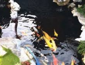  HỒ CÁ KOI , THIẾT KẾ HỒ CÁ KOI ĐẸP