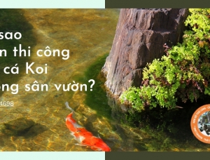5 Lý do vì sao nên có một hồ cá Koi trong sân vườn