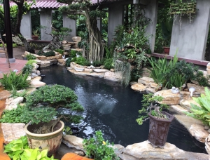 Thi Công Hồ Cá Koi, Xã Phước Thạnh, Gò Dầu Tây Ninh