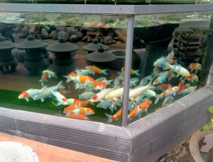 Cá Koi tượng trưng cho điều gì?