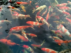 Cách nuôi cá koi trong hồ xi măng